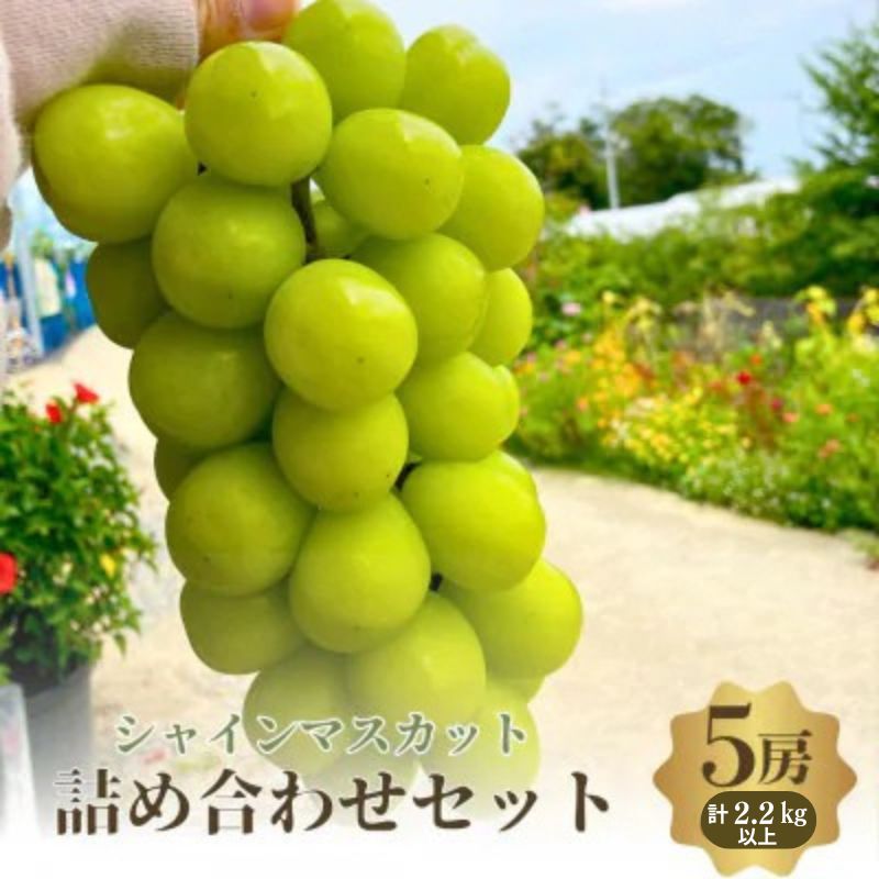 【ふるさと納税】【先行予約】【数量限定】おすすめ シャインマスカット 5房 詰め合わせ 葡萄 ぶどう マスカット シャインマスカット 食べ比べ ぶどうセット フルーツ 果物旬の果物 大阪 大阪府 岸和田市　お届け：2026年9月上旬～10月下旬まで 32,500円