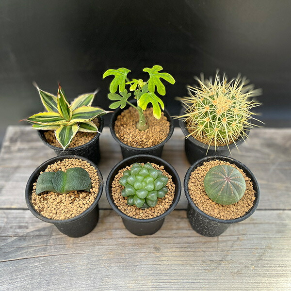 楽天市場】【ふるさと納税】ミニ サボテン セット（5種）［ 本格