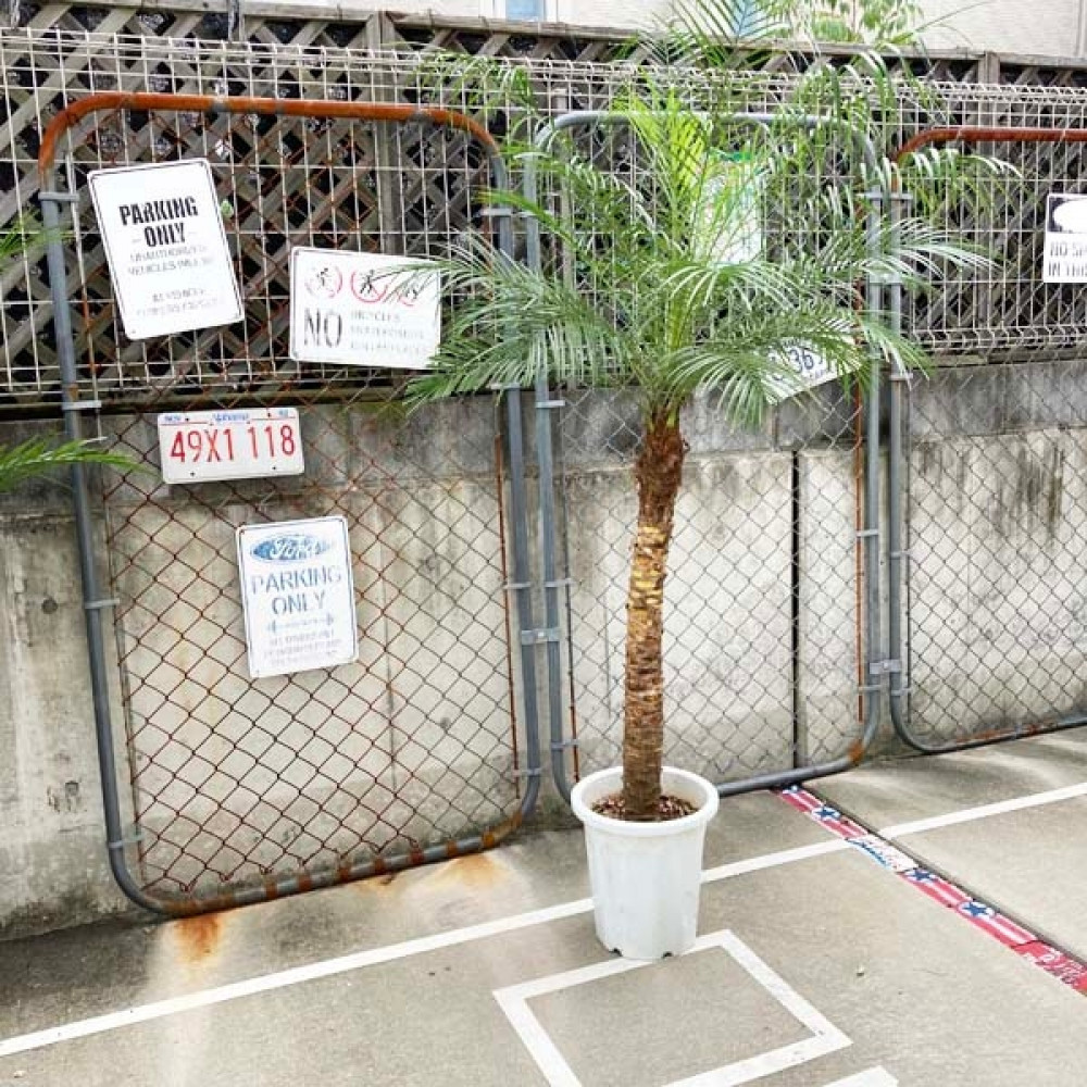 【ふるさと納税】【190～210糎】ヤシ科の木1本 アリゾナ州の州都・ロべレニー ロべヤシ科 | ヤシ科 ヤシ科の木 ロベヤシ 草木 工業プラント 一般受け おすすめ 貨物輸送無料