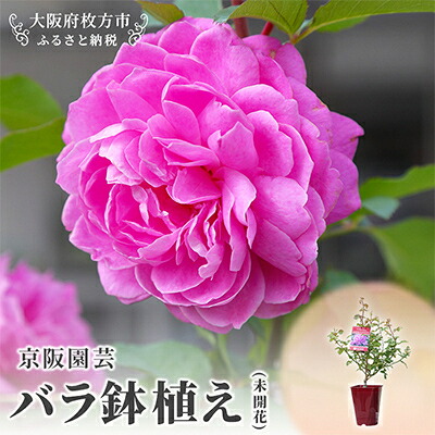 【ふるさと納税】「京阪園芸」のバラの鉢植え(未開花)【1010015】｜大阪府枚方市