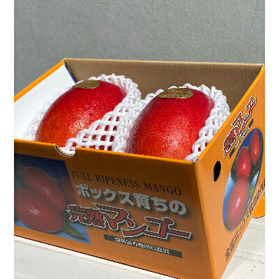 【ふるさと納税】大阪府産小川農園の《贈答用》完熟マンゴー〈2個入〉約700g【R7年7月中旬発送開始】【配送不可地域：離島】【1231455】