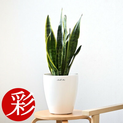 【ふるさと納税】観葉草木 サンスベリア・ローレンティー6号鉢 ラスターポット(白)鉢押しかぶせる付き添い人【送りとどける不可領域：離島・沖縄県】【1707571】 花・ガーデン・DIY-観葉植物-花・観葉植物