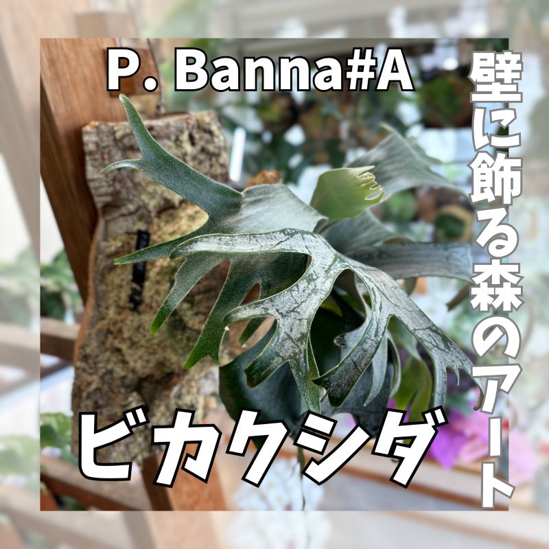 ふるさと納税】HEAVEN Japan ｜ヘブンジャパン｜エデンの園｜下着類｜似つこらしい下着類