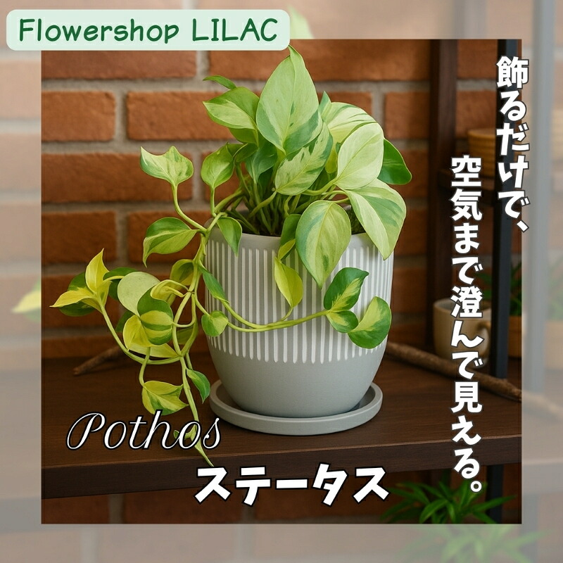 【ふるさと納税】P2観葉植物 ポトス・ステータス 観葉植物 インテリアグリーン