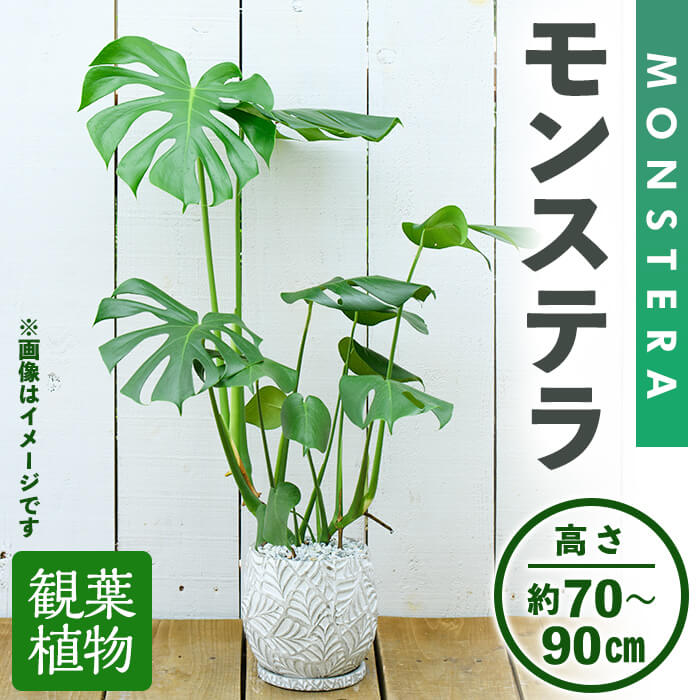観葉植物 モンステラ 受け皿付 巾約40cm 陶器鉢 高さ約70 90cm Off 高さ約70 90cm