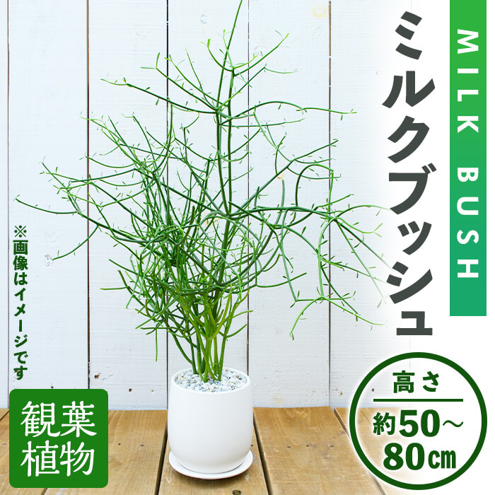 【ミモザ × 箕面市】特産品化を目指す委員会の願望することとは
