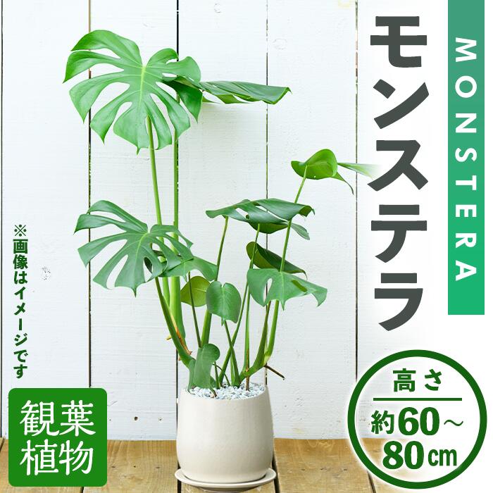 【ミモザ × 箕面市】特産品化を目指す委員会の願望することとは