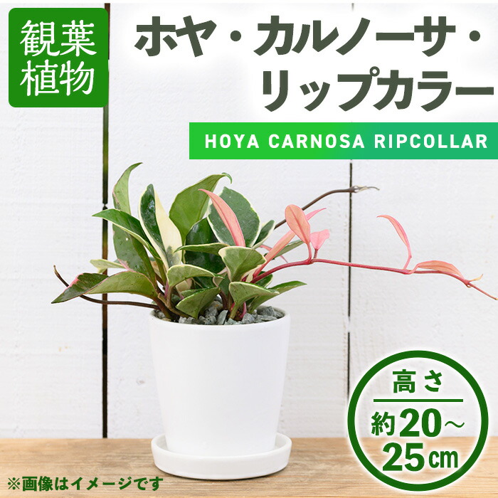 【ミモザ × 箕面市】特産品化を目指す委員会の願望することとは