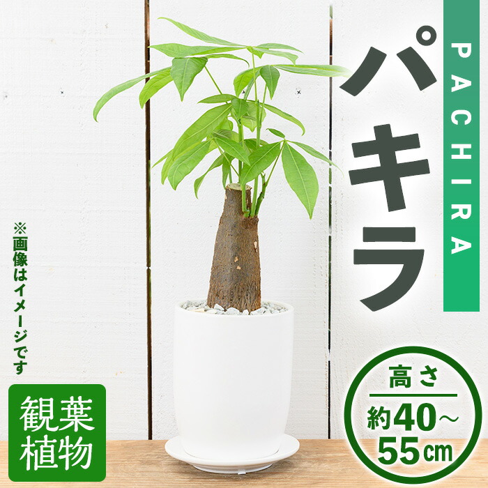 【ミモザ × 箕面市】特産品化を目指す委員会の願望することとは