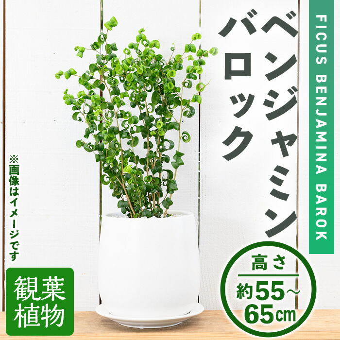 【ミモザ × 箕面市】特産品化を目指す委員会の願望することとは