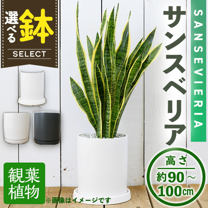 【ミモザ × 箕面市】特産品化を目指す委員会の願望することとは