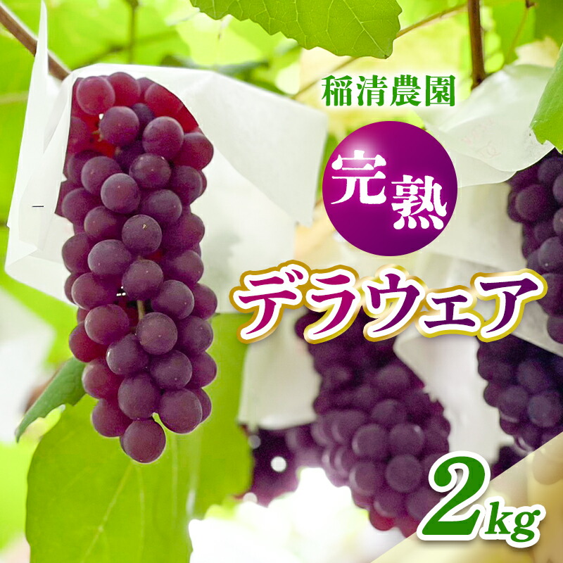 【ふるさと納税】【2025年先行予約】数量限定 デラウェア2kg（10房前後）6月中旬～7月下旬発送｜特選 期間限定 ぶどう 葡萄 フルーツ 果物 くだもの 人気  贈答用 ギフト 先行予約 種なし 旬 新鮮 家庭用 プレゼント 送料無料  贅沢 甘い　お届け：6月中旬～7月下旬発送