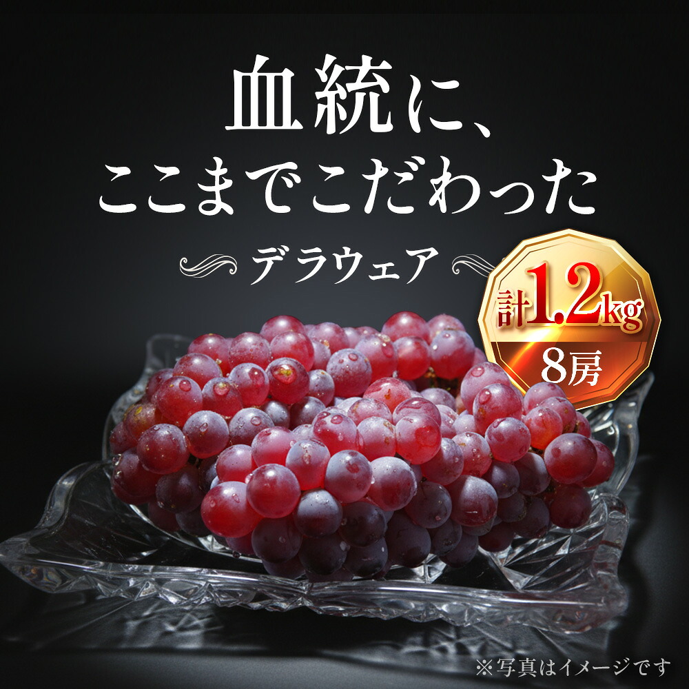 【ふるさと納税】【2026年先行予約】苗から厳選 デラウェア1.2kg(8房) 6月下旬~7月中旬発送 特選 期間限定 大粒 ぶどう ブドウ フルーツ 果物 くだもの おすすめ お届け:2026年6月下旬~7月中旬
