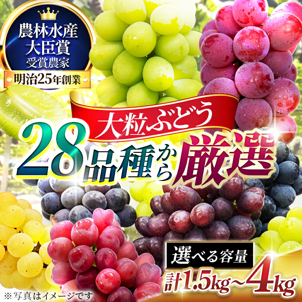 【ふるさと納税】≪選べるサイズ≫大粒品種詰め合わせ((シャインマスカット含む) 1.5 2.0 3.0 4.0サイズ　お届け：2026年9月中旬～9月下旬