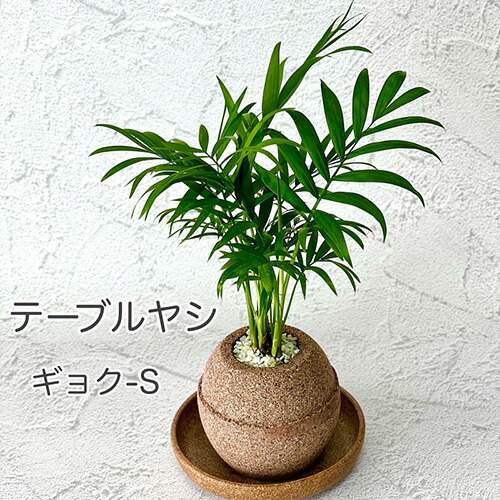 日本産 No 233 アクアプラントポット玉 S鉢植えテーブルヤシ 花 観葉植物