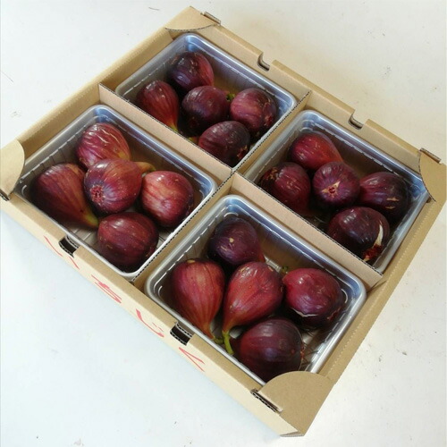 No 650 朝採り完熟いちじく イチジク 大阪府 無花果 送料無料