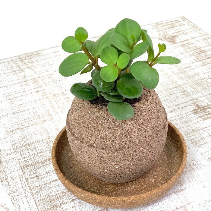 No 232 アクアプラントポット玉 S鉢植えペペロミアホープ花 ガーデン Diy 返礼品 No 232 大阪府羽曳野市ふるさと納税 ふるさと納税 アクアプラントポット玉 S鉢植えペペロミアホープ 大阪府羽曳野市 観葉植物 Www Legacycapital Mu