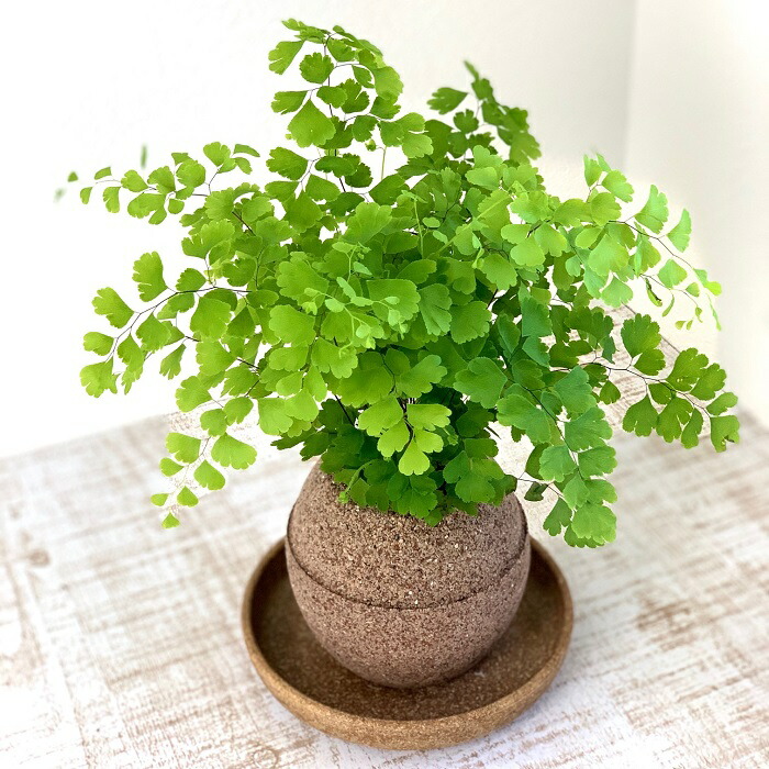 アクアプラントポット玉 S鉢植えアジアンタム 大阪府羽曳野市 花 観葉植物 観葉植物 ふるさと納税
