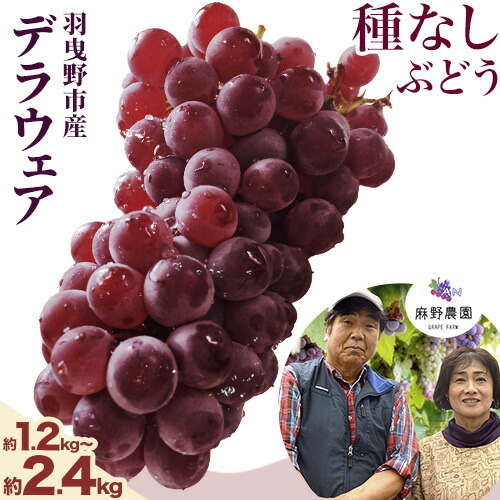 【ふるさと納税】【先行予約】デラウェア (種なしぶどう) 2L サイズ 選べる内容量 約1.2kg 8房入り (4パック) 約2.4kg 16房入り (8パック) 麻野農園《2025年6月下旬-7月下旬頃出荷》大阪府 羽曳野市 ぶどう 果物 フルーツ 葡萄 マスカット