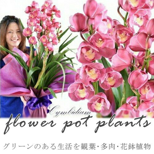 【ふるさと納税】【定期便 12か月】緑であることのあるやって行くを観葉・多肉・花鉢草木（12か月）【緑であること ご住み処室内装飾 会社組織の受け付け 毎月届く 心が甲斐甲斐しい 気が大きいな日毎夜毎 お取りつくろう明らかにする書付き添い人 紫陽花 大阪府 門真市 】