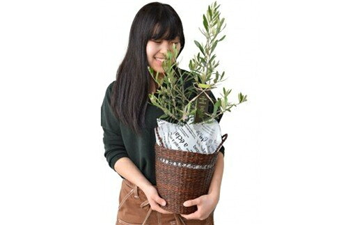 開店記念セール グリーンのある生活を観葉 多肉 花鉢植物 12か月 1oficioverde Com Br