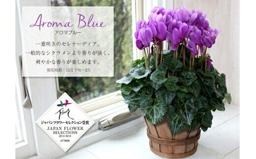正規品販売 グリーンのある生活を観葉 多肉 花鉢植物 12か月 1oficioverde Com Br