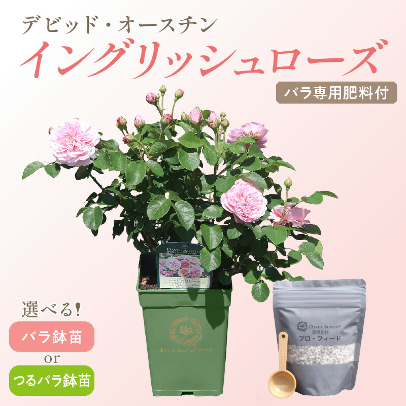 ワイフオブバス　6号スリット　ER　芽接ぎ苗　イングリッシュローズ バラ花苗 廃盤品種 ER ワイフオブバス 開花中 接ぎ木苗 大苗