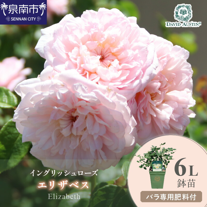 【ふるさと納税】【イングリッシュローズ】デビッド・オースチン エリザベス 6L鉢苗（バラ専用肥料付）｜大阪府泉南市 15,480円