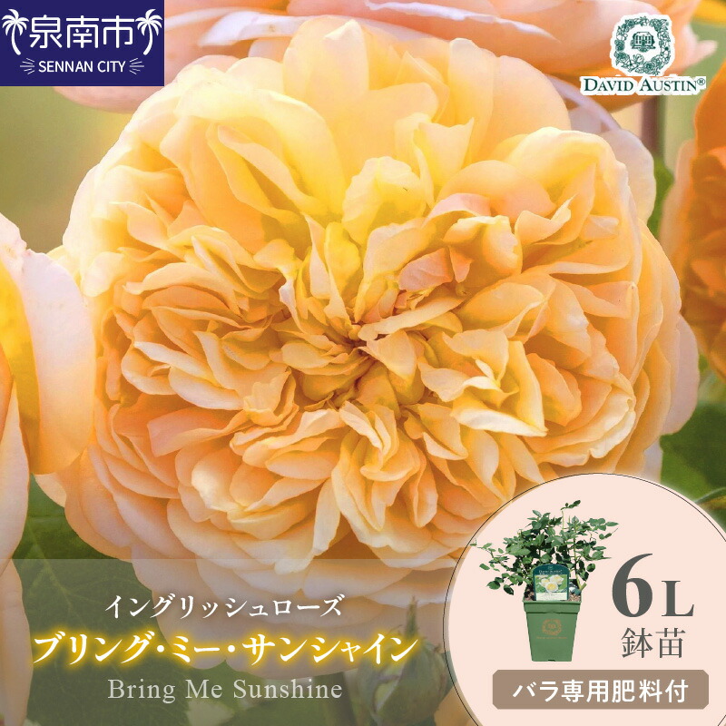 西洋手ぬぐい特集
