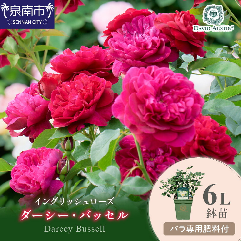 西洋手ぬぐい特集