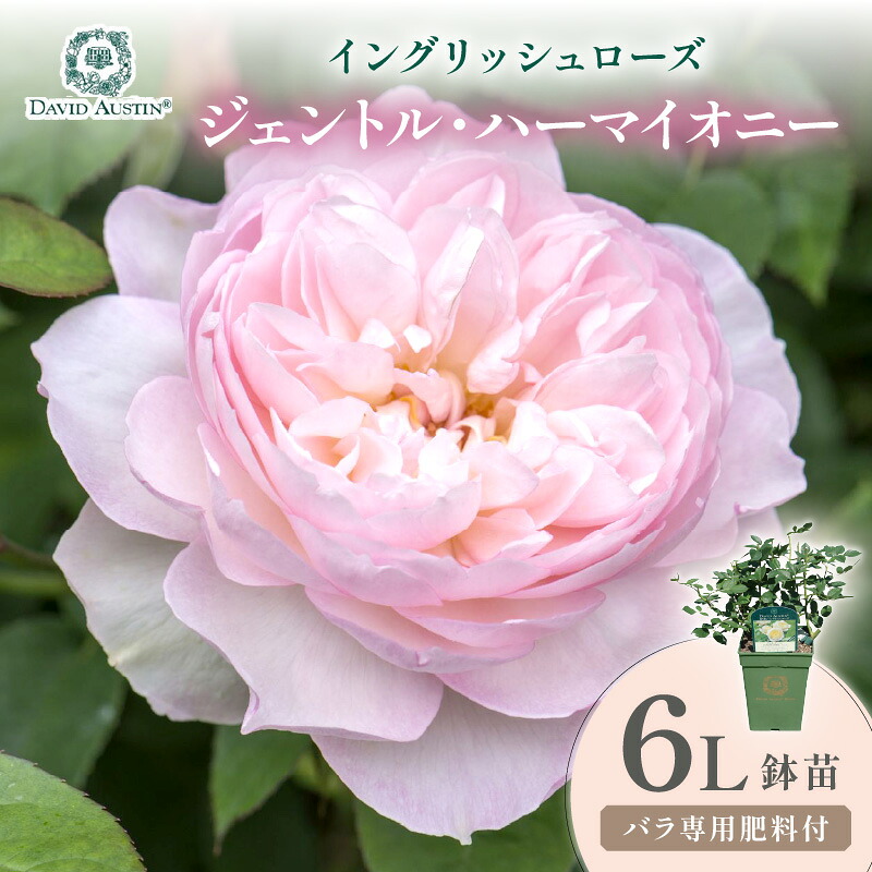 【ふるさと納税】【イングリッシュローズ】デビッド・オースチン ジェントル・ハーマイオニー 6L鉢苗(バラ専用肥料付)|大阪府泉南市