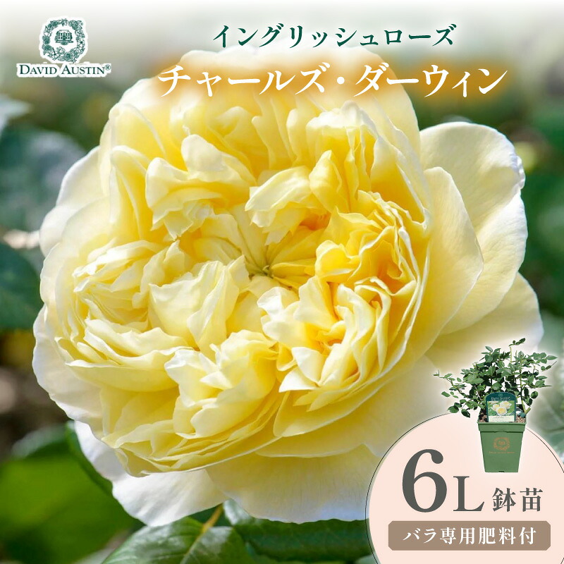 【ふるさと納税】【イングリッシュローズ】デビッド・オースチン チャールズ・ダーウィン 6L鉢苗（バラ専用肥料付）｜大阪府泉南市 15,910円