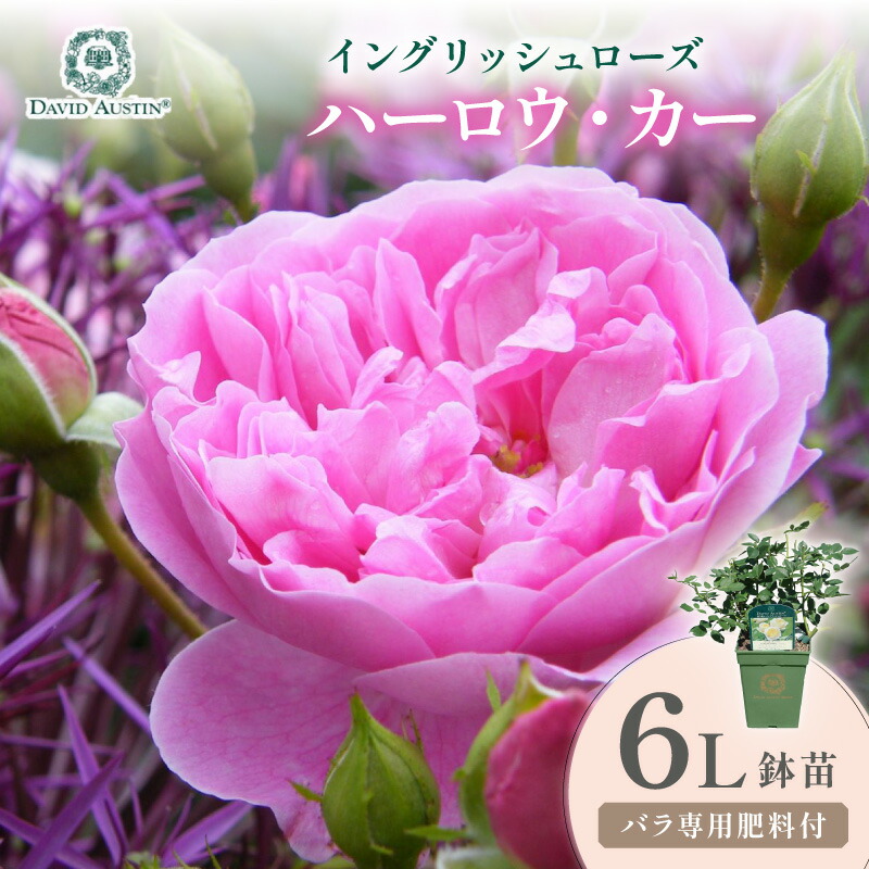 【ふるさと納税】【イングリッシュローズ】デビッド・オースチン ハーロウ・カー 6L鉢苗（バラ専用肥料付）