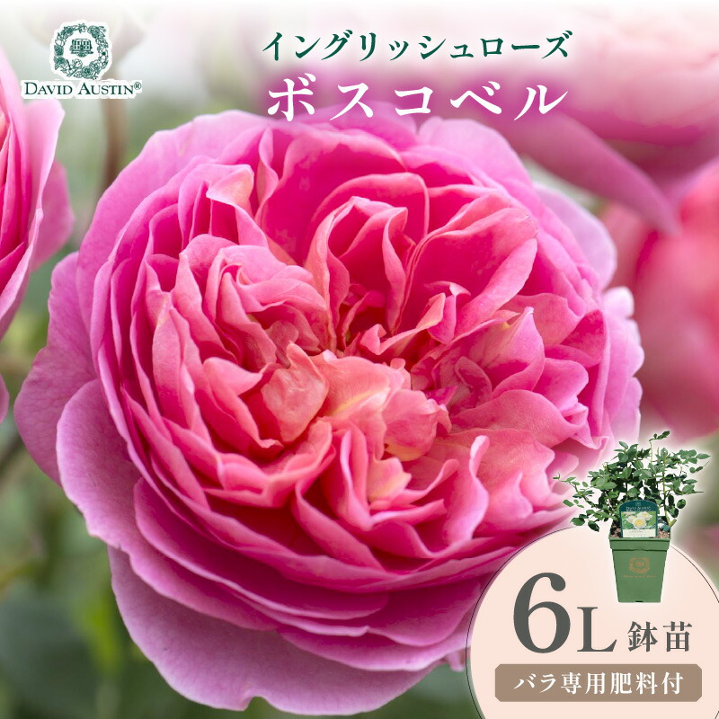 【ふるさと納税】【イングリッシュローズ】デビッド・オースチン ボスコベル 6L鉢苗（バラ専用肥料付）