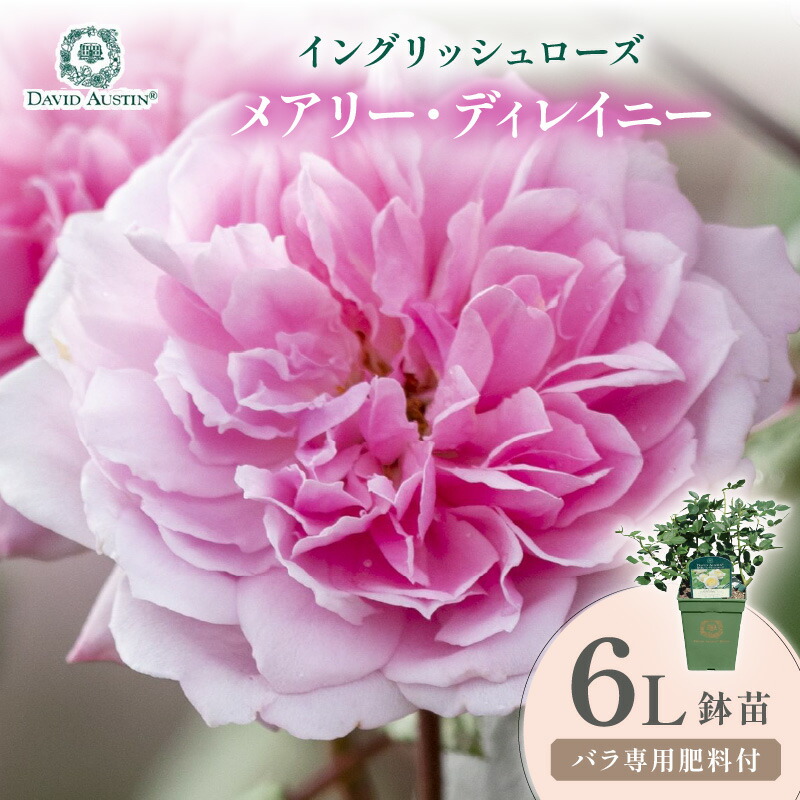 【ふるさと納税】【イングリッシュローズ】デビッド・オースチン メアリー・ディレイニー 6L鉢苗(バラ専用肥料付)|大阪府泉南市