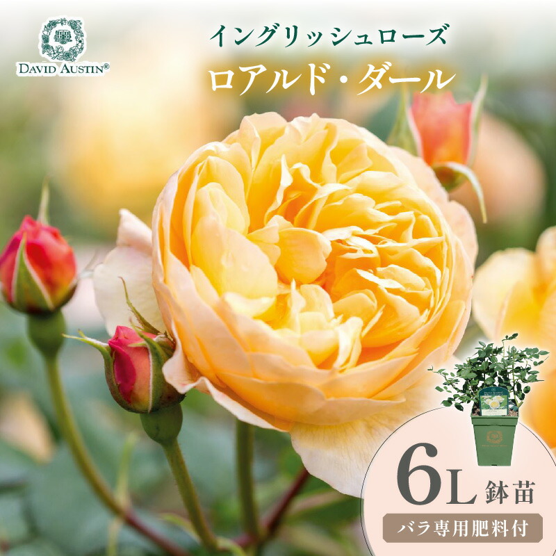 【ふるさと納税】【イングリッシュローズ】デビッド・オースチン ロアルド・ダール 6L鉢苗（バラ専用肥料付）｜大阪府泉南市