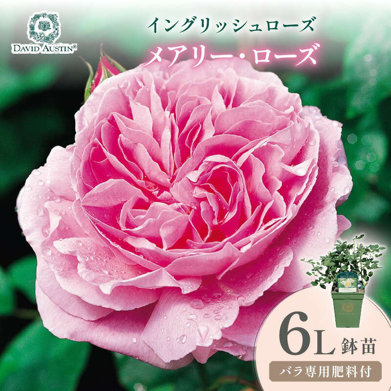 【ふるさと納税】【イングリッシュローズ】デビッド・オースチン メアリー・ローズ 6L鉢苗（バラ専用肥料付）｜大阪府泉南市