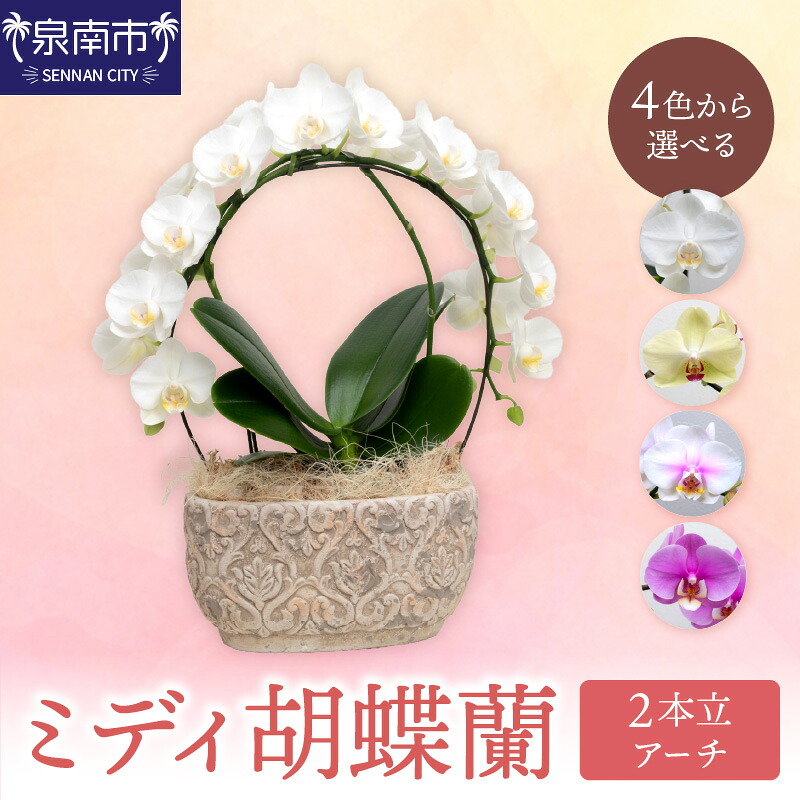 【ふるさと納税】ミディ胡蝶蘭 2本立（アーチ）【配送不可地域：北海道・沖縄・離島】｜大阪府泉南市