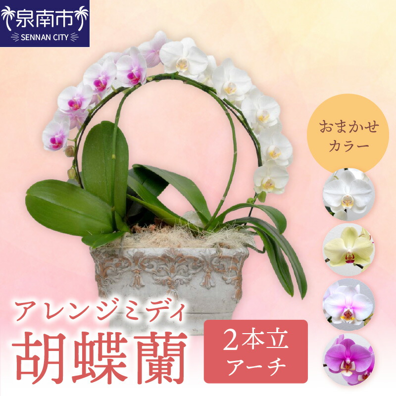 【ふるさと納税】アレンジミディ胡蝶蘭 2本立（アーチ）【配送不可地域：北海道・沖縄・離島】｜大阪府泉南市