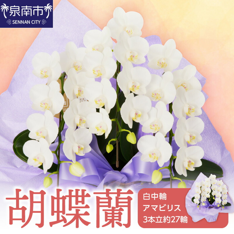 【ふるさと納税】胡蝶蘭 白中輪アマビリス3本立 27輪|大阪府泉南市