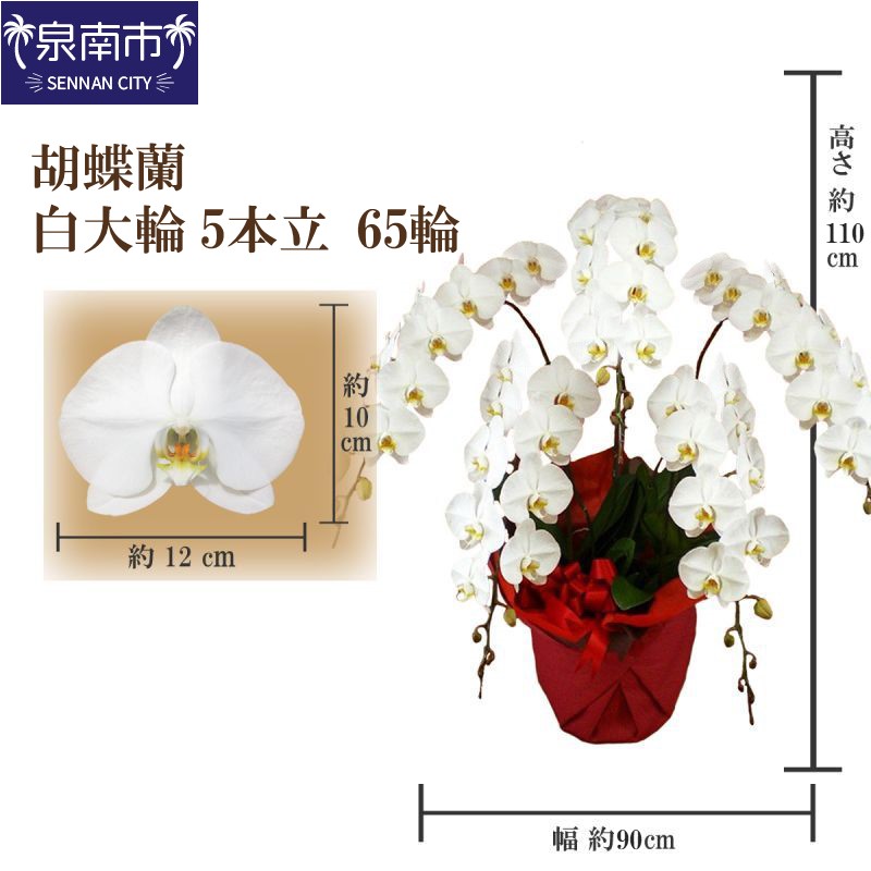 【ふるさと納税】胡蝶蘭 白大輪5本立 65輪【配送不可地域:北海道・沖縄・離島】|大阪府泉南市