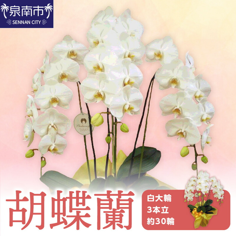 【ふるさと納税】胡蝶蘭 白大輪3本立 30輪【配送不可地域：北海道・沖縄・離島】