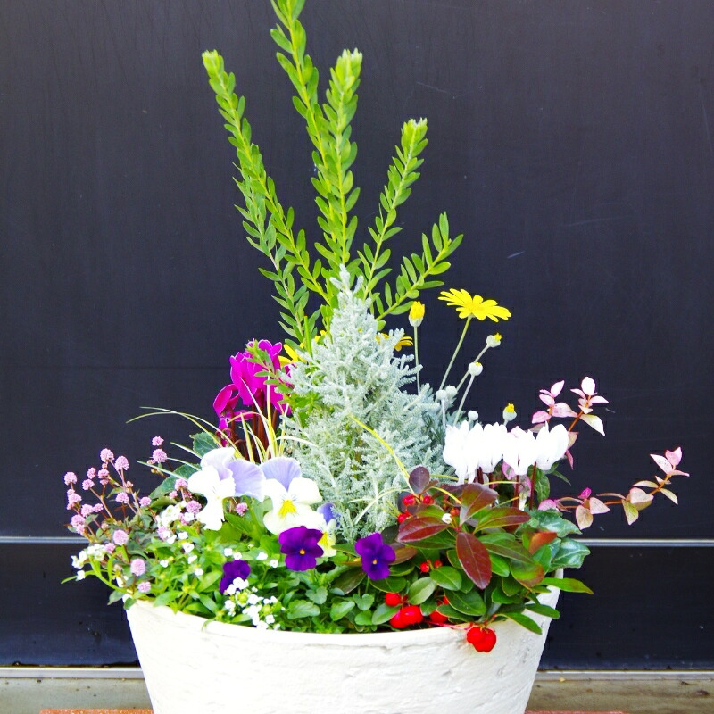 【ふるさと納税】季節の花の寄せ植え 30cm鉢 ピック付き｜大阪府泉南市