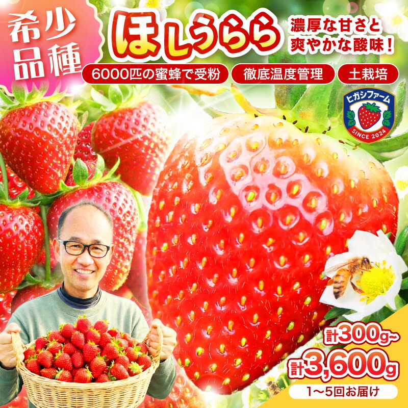 【ふるさと納税】選べる 内容量 お届け回数 【2027年1月～5月発送予定】 【糖度12～15度の希少品種】 いちご ほしうらら 300g～3.6kg 1回～5回 定期便 ふるさと納税 いちご 果物 苺 【配送不可地域：北海道・沖縄県・離島】｜大阪府泉南市