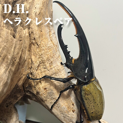 【ふるさと納税】 D.H.ヘラクレスペア【♂：130mm台/♀：フリーサイズ】 ／ ヘラクレスオオカブト 成虫 ペア 昆虫 大型カブトムシ 飼育 観察 昆虫好き 飼育セット 生体 標本 夏休み 自由研究 子ども 休日 グッズ 昆虫採集 ブリード インセクト No.229｜大阪府大阪狭山市