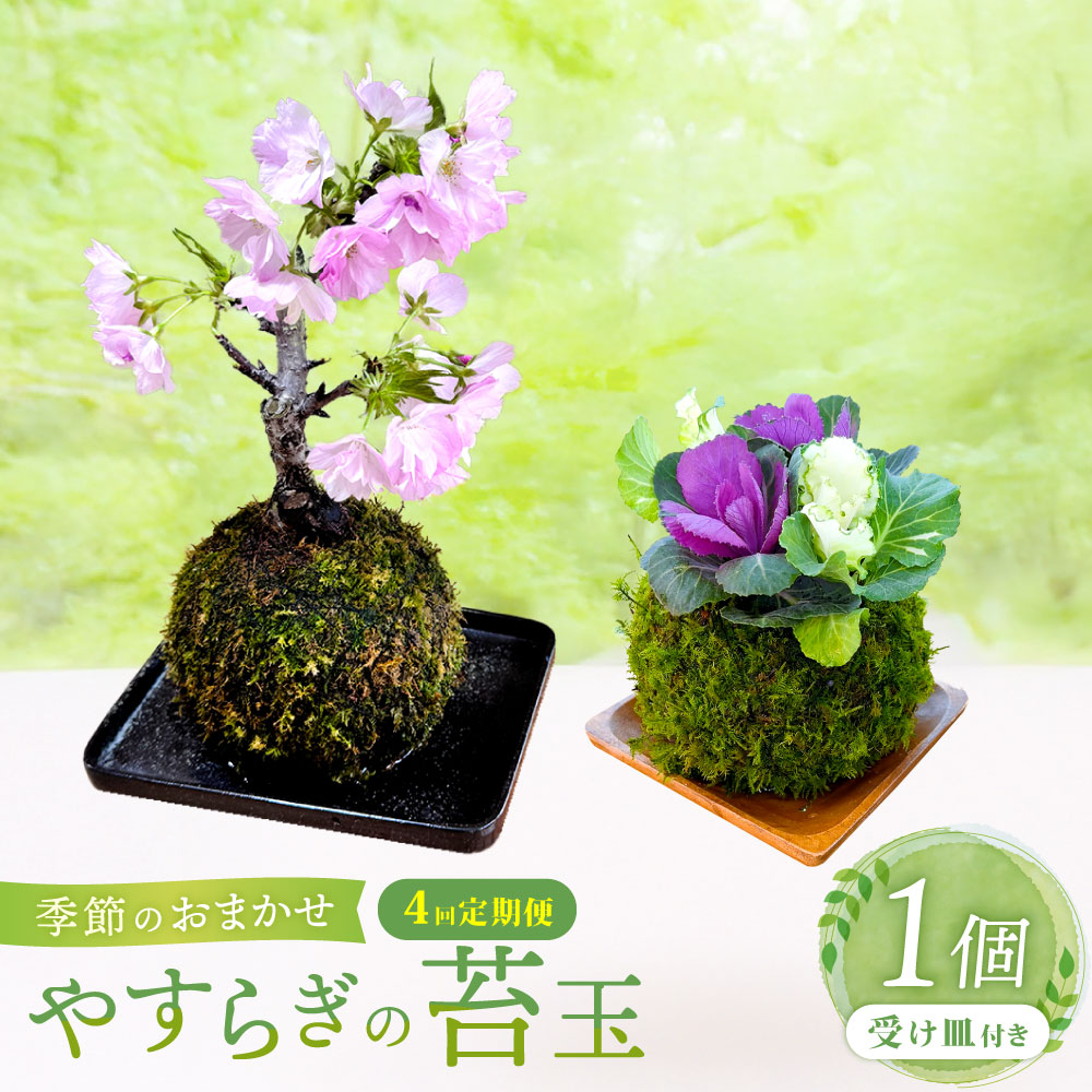 【ふるさと納税】【4回定期便】やすらぎの苔玉 1回あたり近所1個 計4個（ 1個×4回 ） 陽気のお任せ苔玉 受け皿付き添い人（差しわたし12糎） 奇数月 3ヶ月毎 4回 苔 蘚苔 草木 リビング 入り口・入口 事務室 勉強机 和風 室内装飾 日本製 大阪府 阪南市 貨物輸送無料