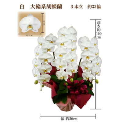 【ふるさと納税】御供 胡蝶蘭 白大輪3本立 33輪 ラッピングカラー紫【1258099】|大阪府岬町