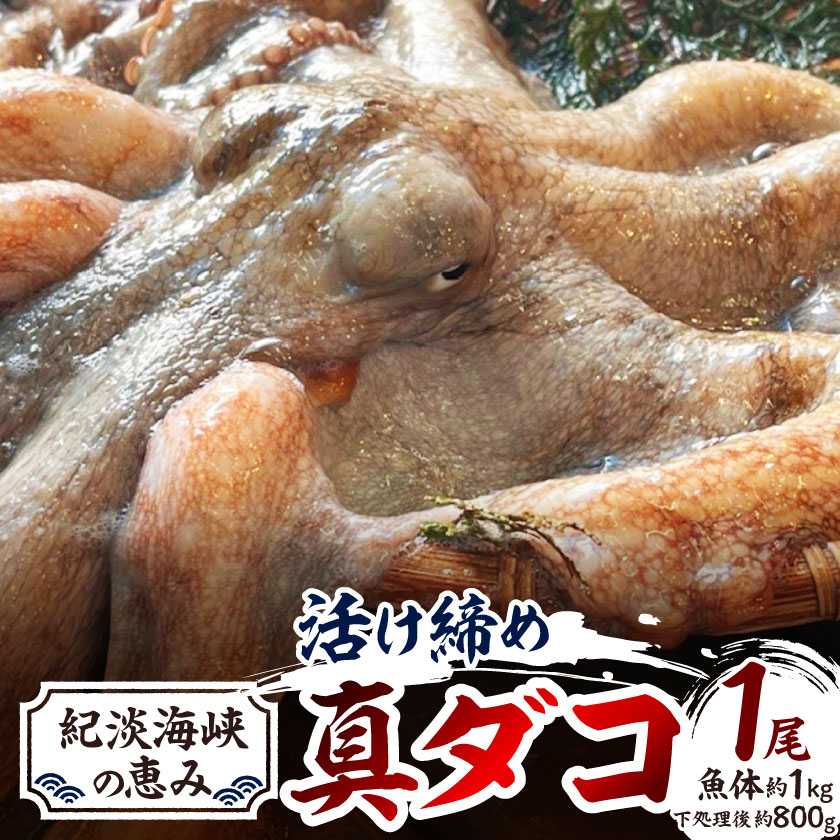 【ふるさと納税】【活け締め】紀淡海峡の恵み・泉州みさき旬の魚/真ダコ1尾　　_ タコ 真ダコ 蛸 たこ 真蛸 活け締め 魚介類 海鮮 海産物 おかず おつまみ 酒の肴 刺身 たこ焼き たこ飯 国産 大阪府 送料無料 【配送不可地域：離島・北海道・沖縄県】【1496518】｜大阪府岬町