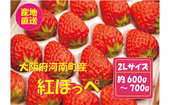 【ふるさと納税】 【紅ほっぺ】2Lサイズ（40粒） ／ べにほっぺ いちご 苺 果物 フルーツ 大きい 大粒 特大 丁寧梱包 贈答用 ギフト プレゼント 国産 河南町産 大阪府 特産 送料無料 No.258