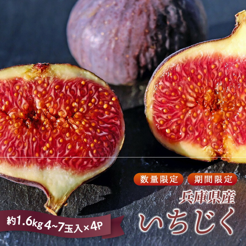 【ふるさと納税】【 先行予約 ／ 数量限定 】 兵庫県産 無花果 4パック (約1.6kg)【 いちじく イチジク フルーツ 果物 産地直送 甘い 送料無料 期間限定 数量限定 中央卸 神戸 】